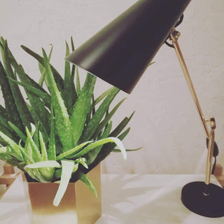 Birdy Classic Steel Table Light