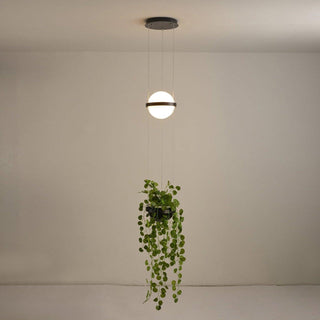 Palma Contemporary Acrylic Pendant Light